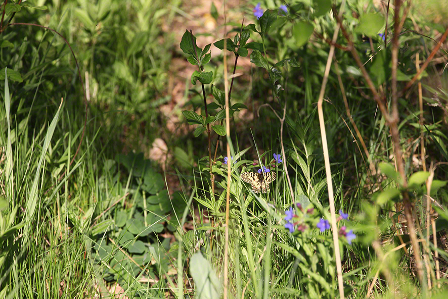 Lobau - Osterluzeifalter