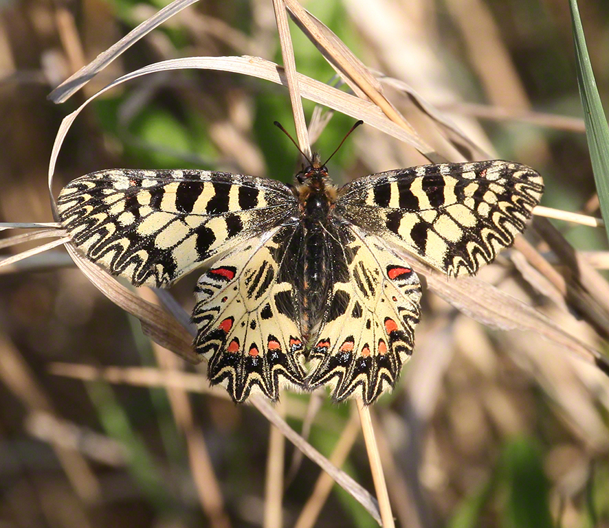 Lobau - Osterluzeifalter