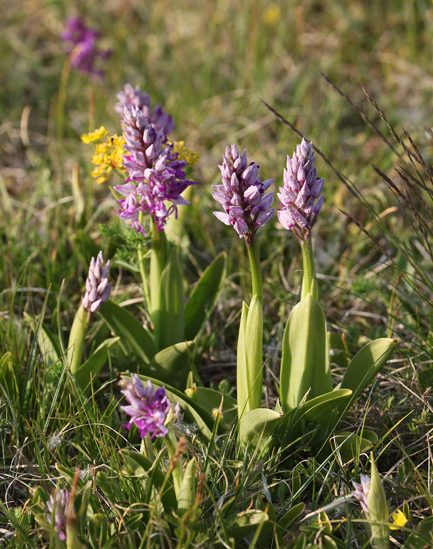 Lobau Helm-Knabenkraut