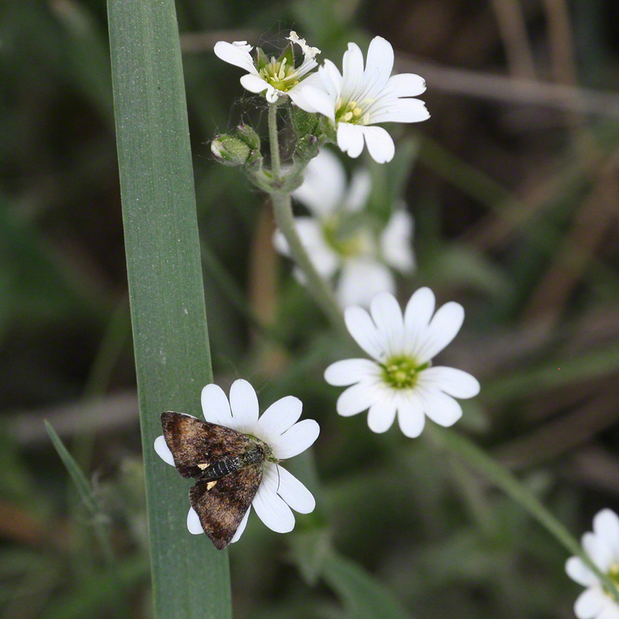 Lobau Sternmiere und Falter