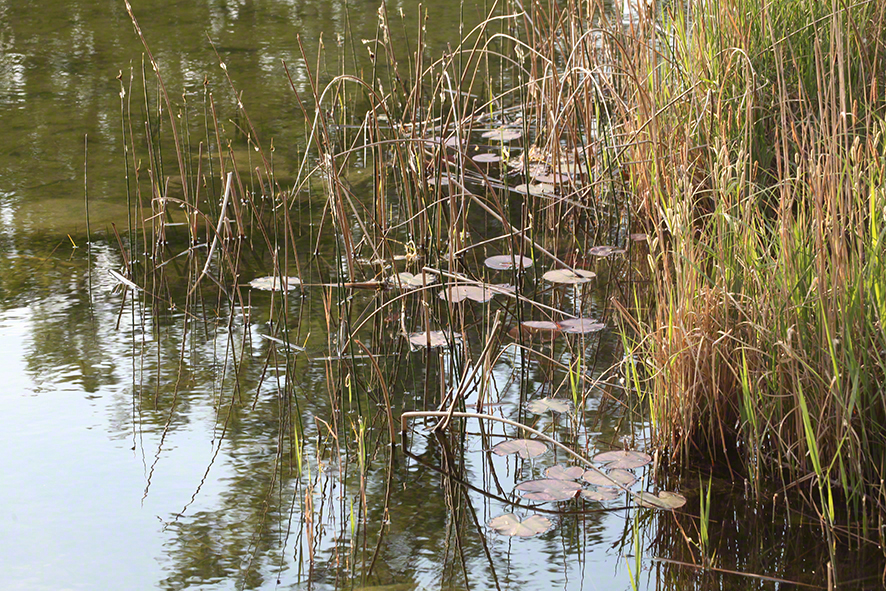 Lobau - Seerosen-Blätter