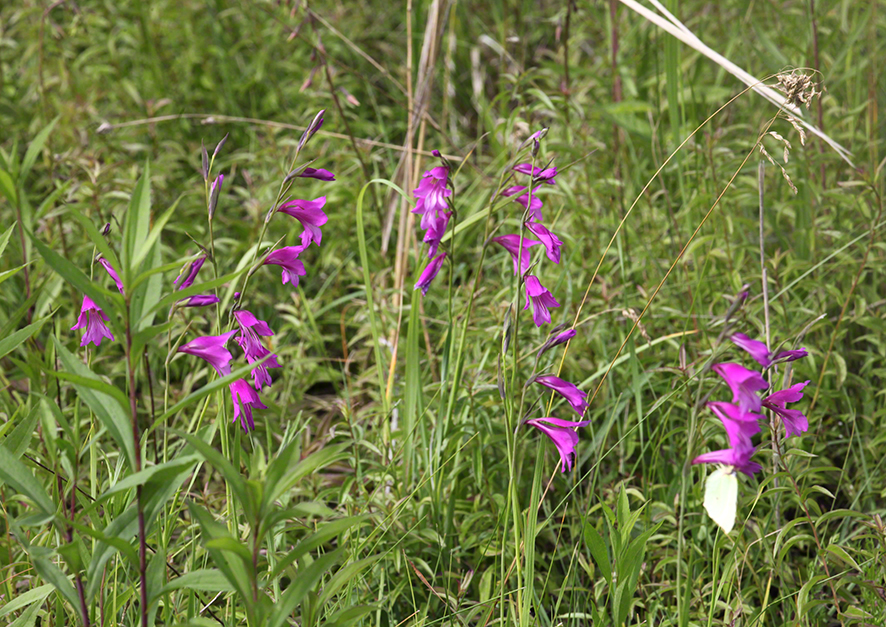Sumpf-Gladiole Gladiolus palustris