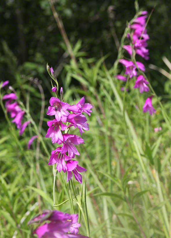 Sumpf-Gladiole Gladiolus palustris
