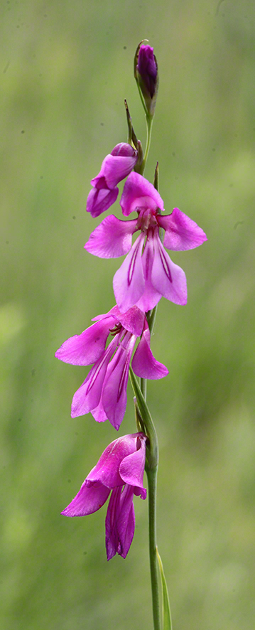 Sumpf-Gladiole Gladiolus palustris