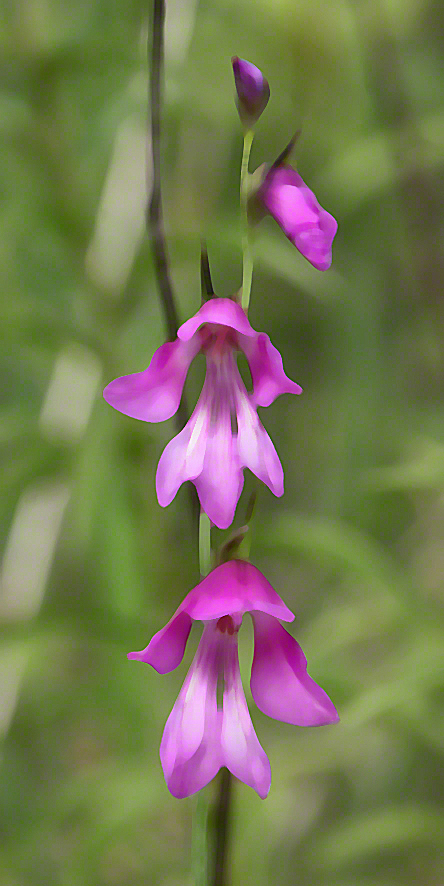 Sumpf-Gladiole Gladiolus palustris