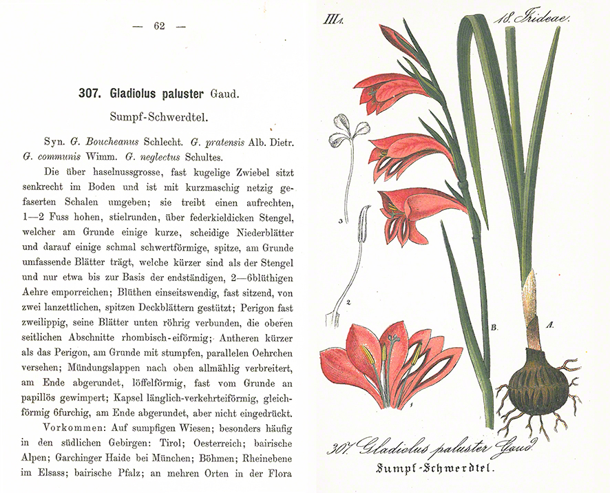 Schlechtendal Sumpf-Gladiole Gladiolus palustris