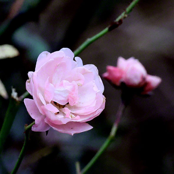 Rose im Türkenschanzpark