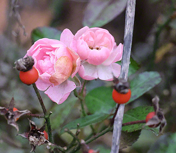 Rose im Türkenschanzpark