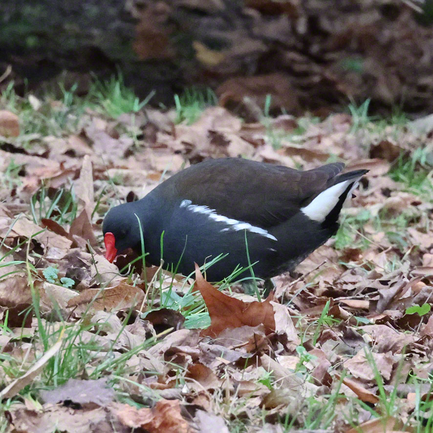 Teichralle im Türkenschanzpark