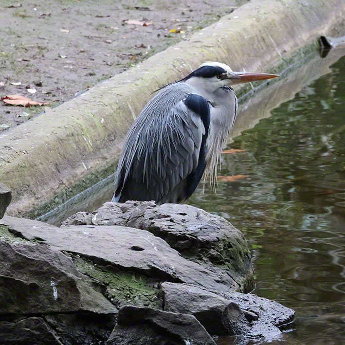 Graureiher im Türkenschanzpark