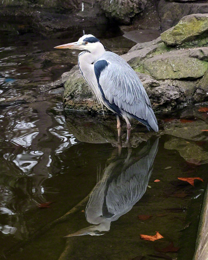 Graureiher im Türkenschanzpark