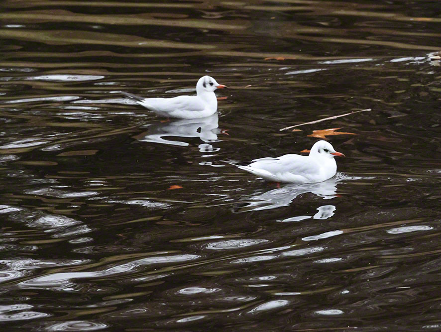 Möwen im Türkenschanzpark