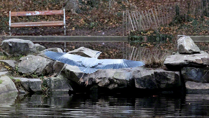 Graureiher im Türkenschanzpark