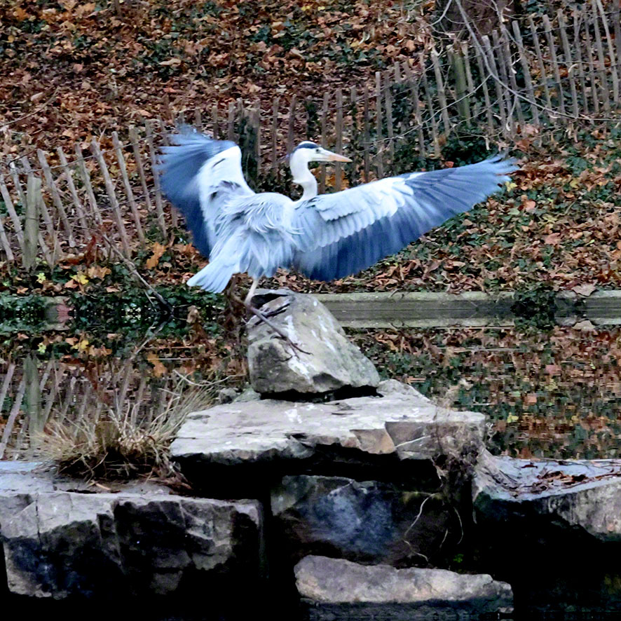 Graureiher im Türkenschanzpark