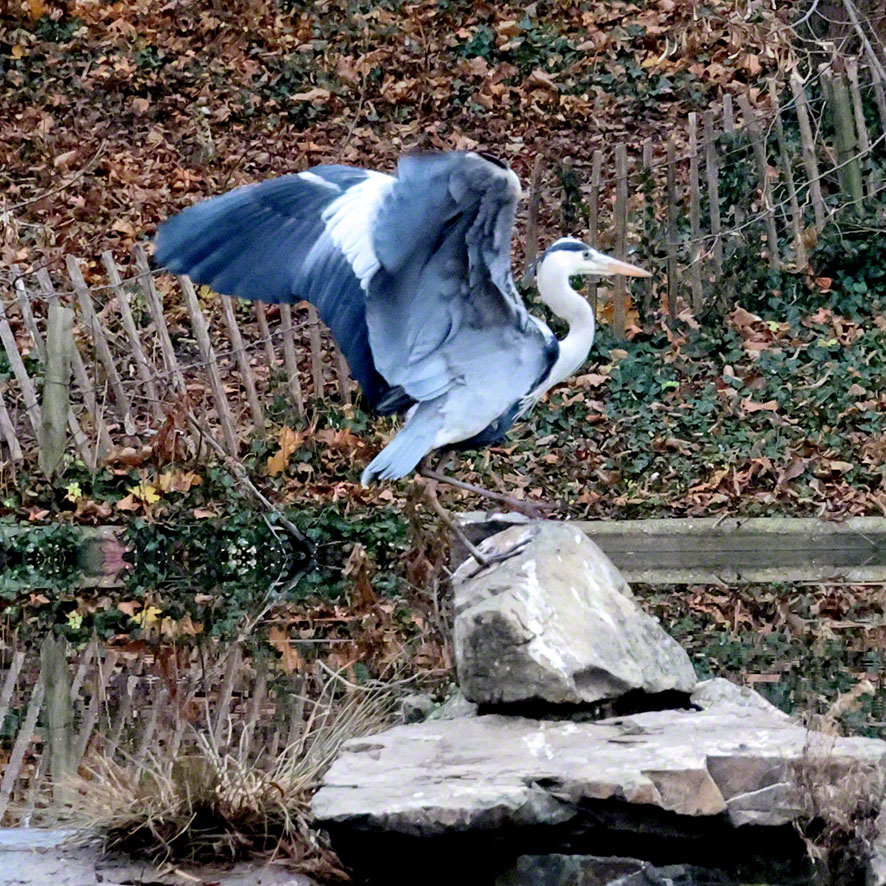 Graureiher im Türkenschanzpark