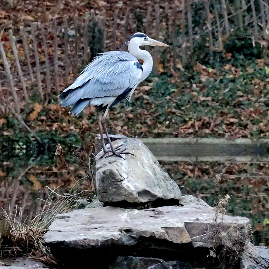 Graureiher im Türkenschanzpark
