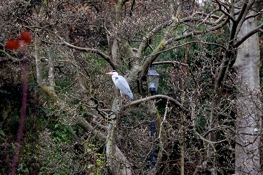 Graureiher im Türkenschanzpark