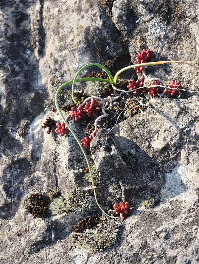 Perchtoldsdorf Hochberg Mauerpfeffer