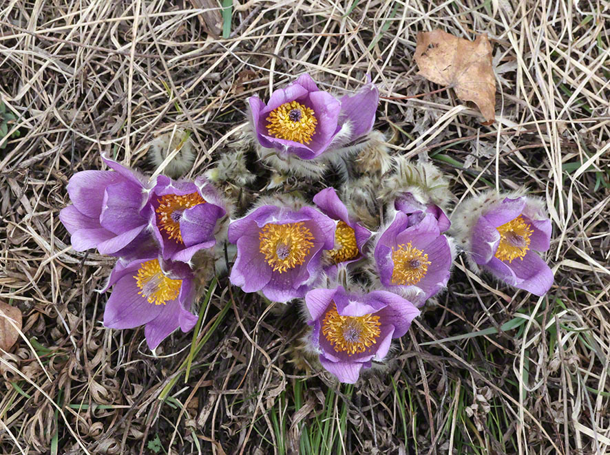 Perchtoldsdorf Heide Kuhschelle
