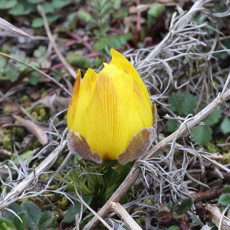 Perchtoldsdorf Heide Adonisröschen