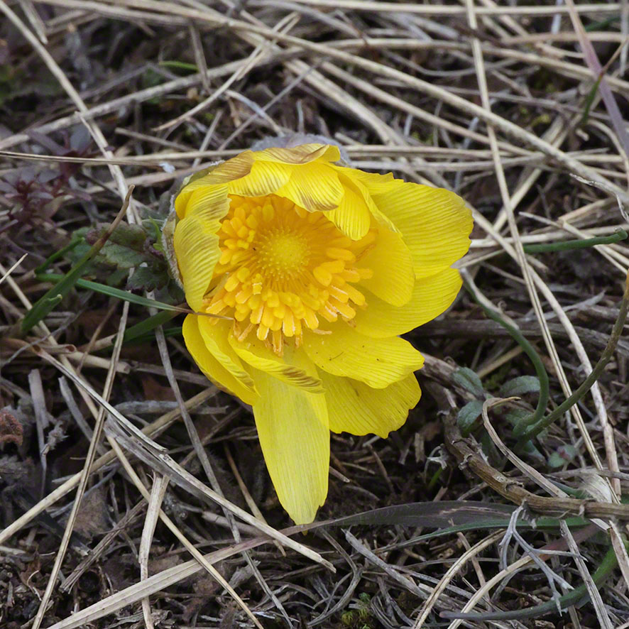 Perchtoldsdorf Heide Adonisröschen