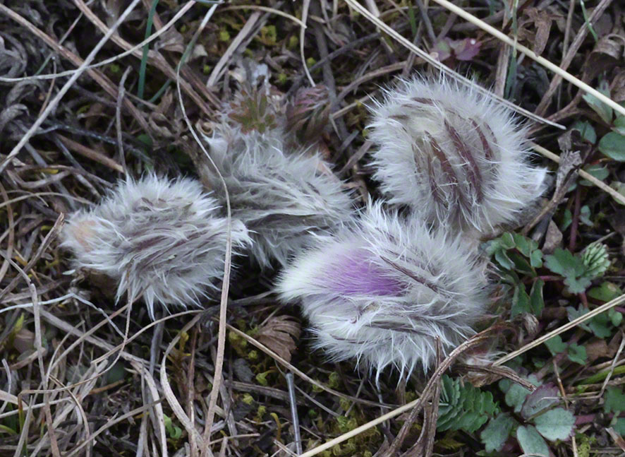 Perchtoldsdorf Heide Kuhschelle