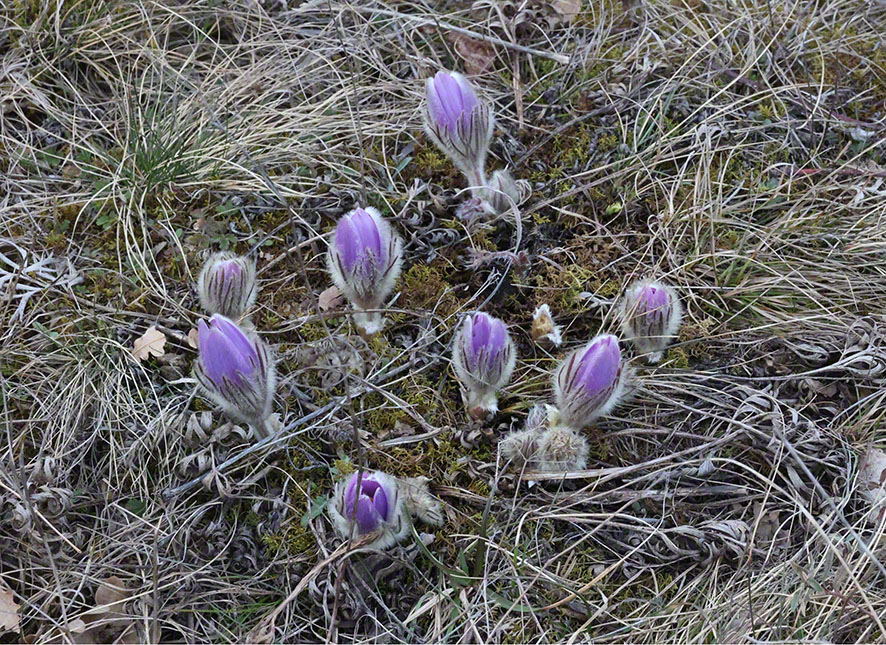 Perchtoldsdorf Heide Kuhschelle