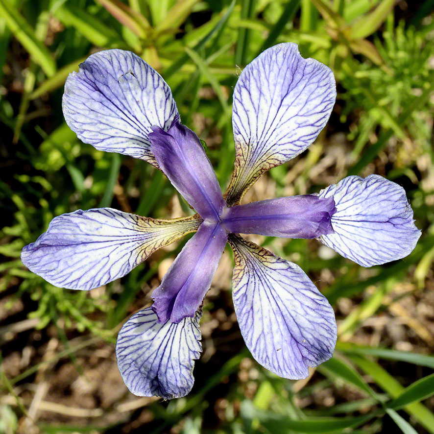 Sibirische Schwertlilie - Iris sibirica