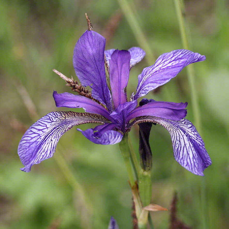 Sibirische Schwertlilie - Iris sibirica