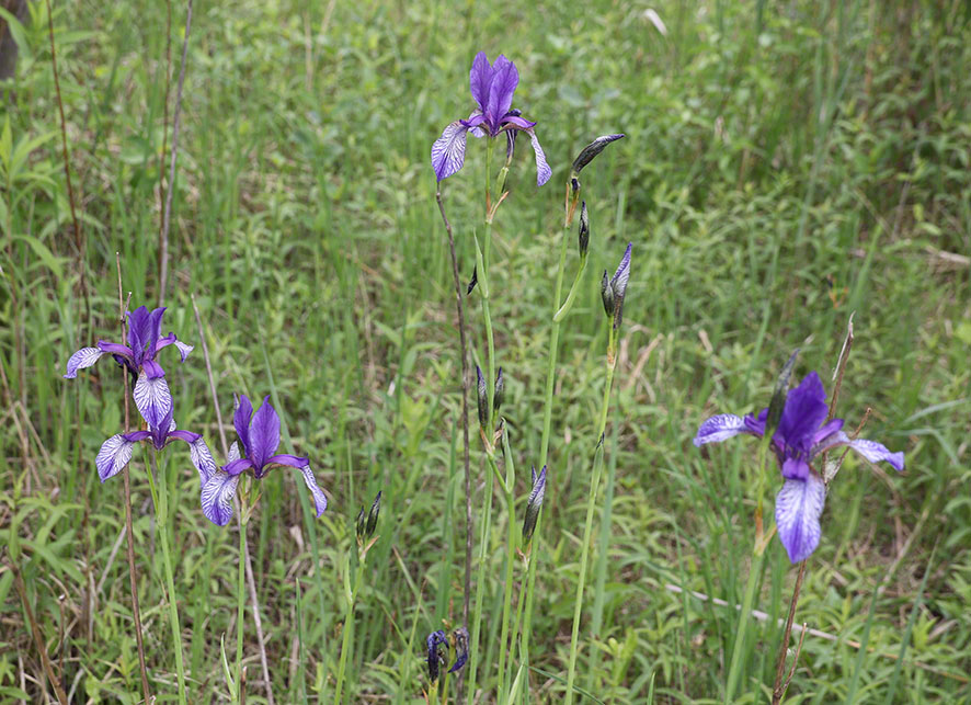 Sibirische Schwertlilie – Iris sibirica