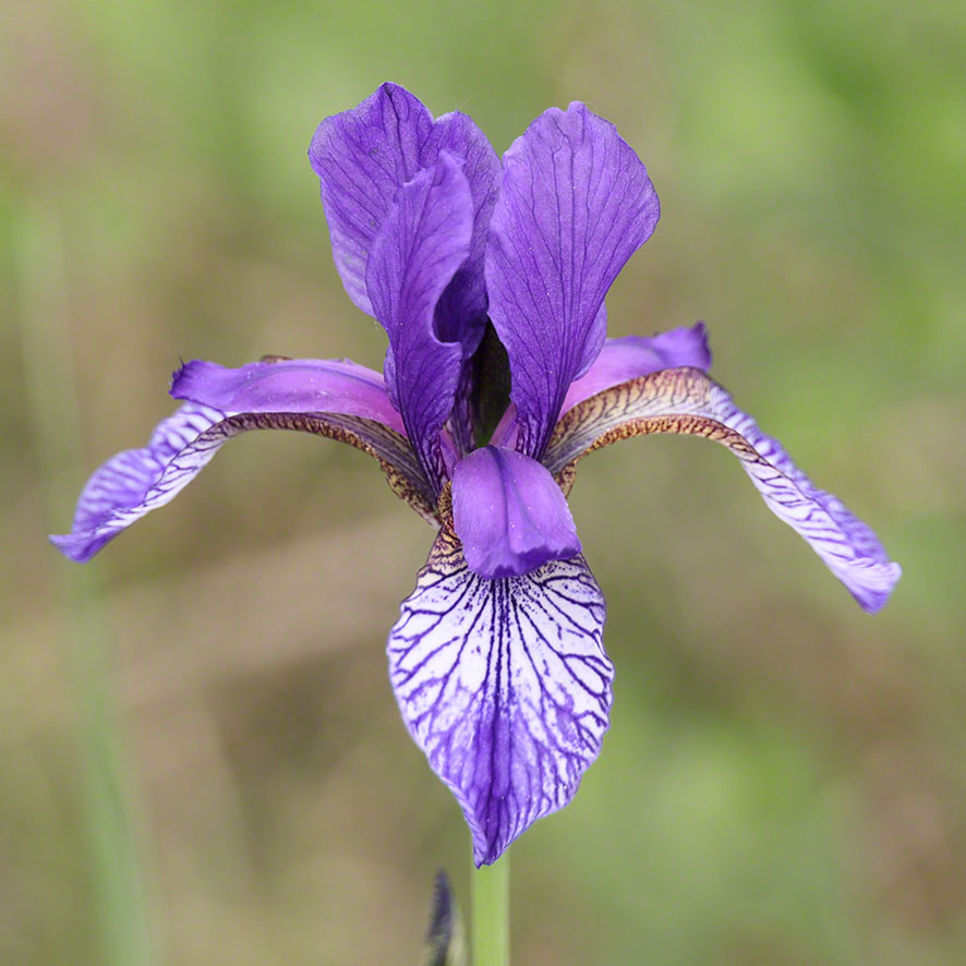 Sibirische Schwertlilie - Iris sibirica