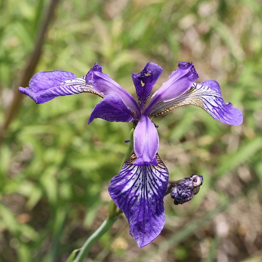 Sibirische Schwertlilie - Iris sibirica